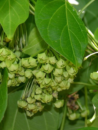 H&H : Pickled Gway Taut Ywet Nu - ဂွေးတောက်ရွက်နုချဥ်